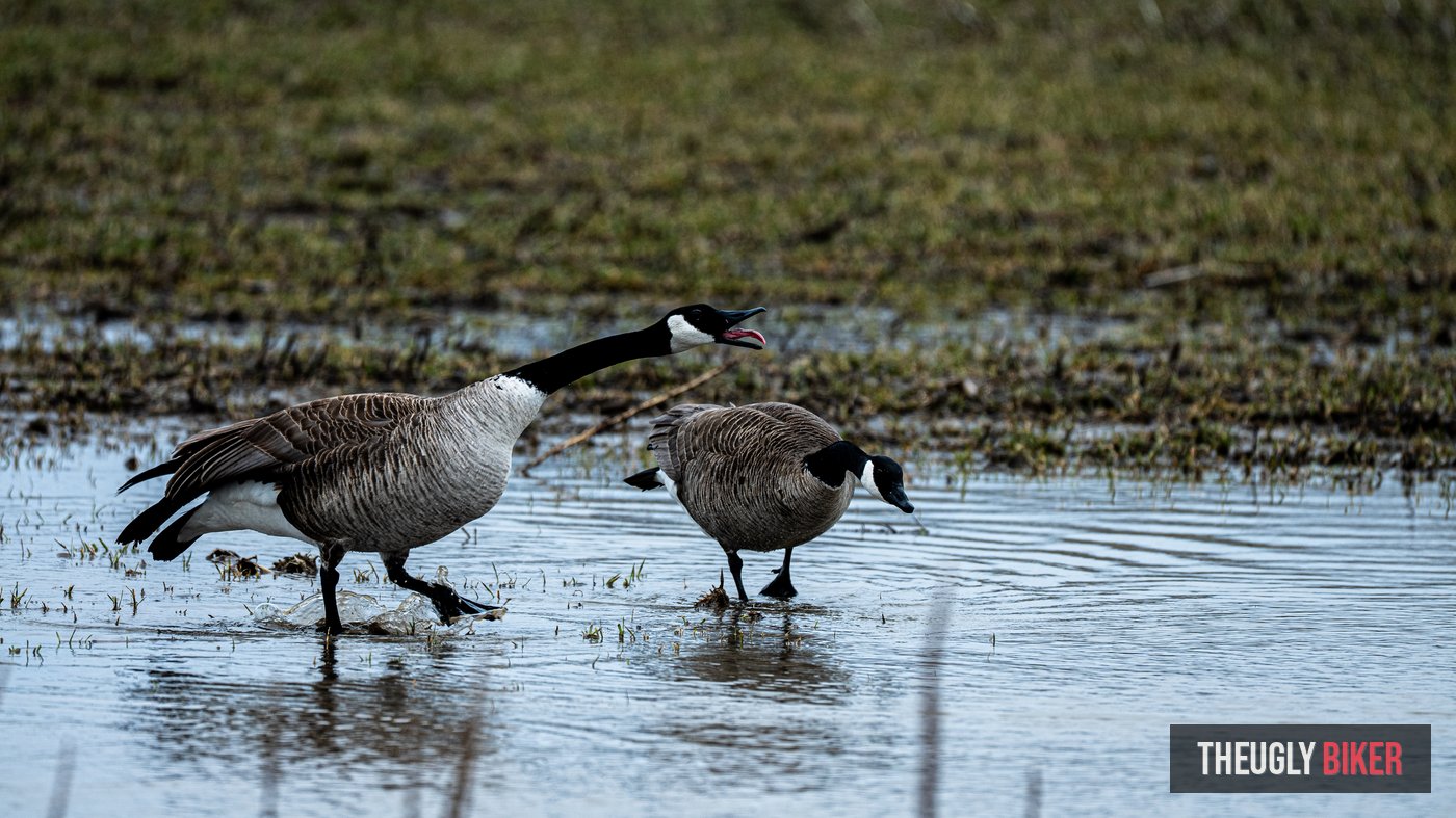 Canada geese in flooded field